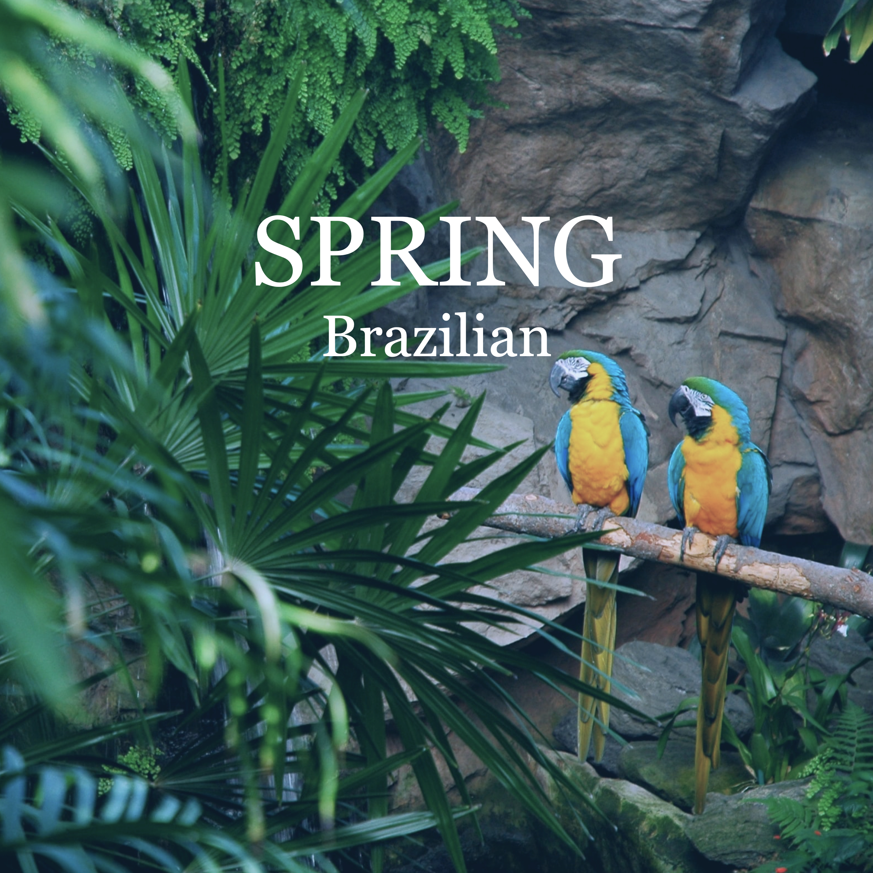 Image of 春のブラジル音楽